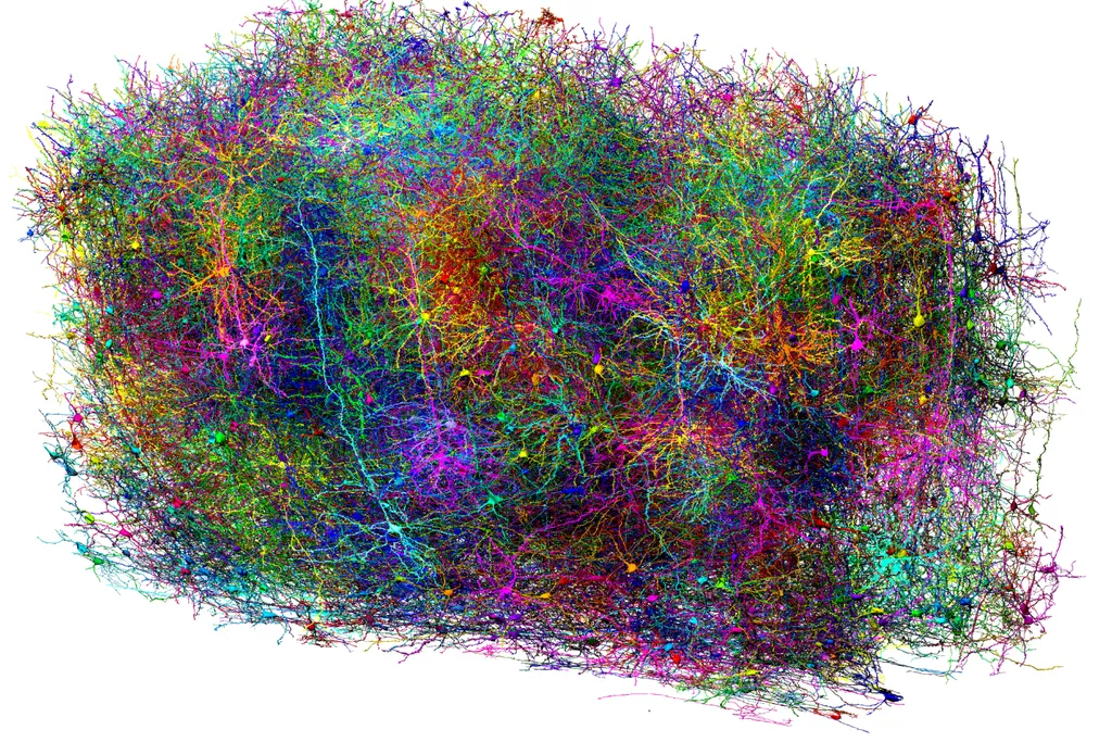 A colorful 3D visualization of a mouse brain connectome, depicting intricate neural pathways and synapses.