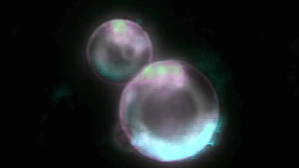 Fluorescent microscopy image of SpudCell liposomes with an encapsulated genome, appearing as glowing cell-like bubbles against a dark background.