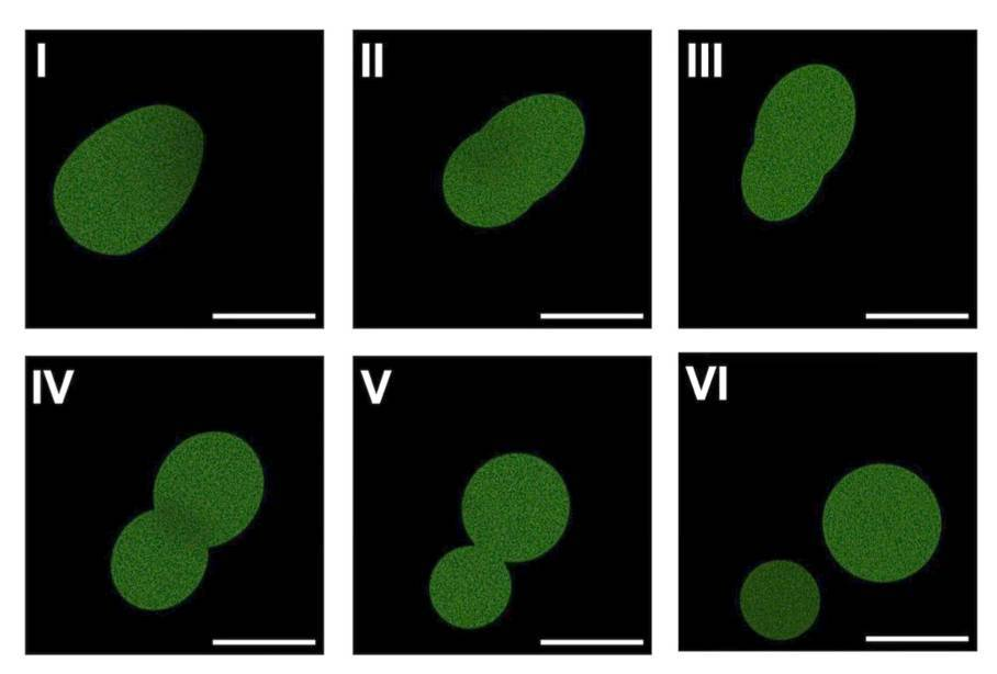 Six-panel fluorescent microscopy sequence showing a green SpudCell synthetic cell-like structure elongating, pinching, and dividing against a dark background.